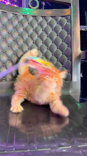 Cute kittens 💕 | Cats meowing to attrcat cat | Cat sound | Cat voice | Cat | Kittens | Cats