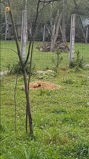 Groundhog - Groundhog Sounds