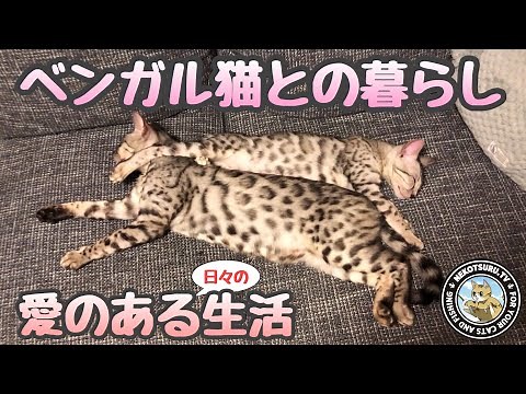 ベンガル猫のいる暮らしはこんなのです。愛情溢れるベンガル家族【ねこつる】