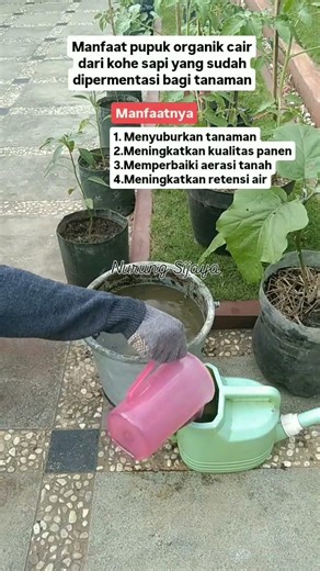 manfaat pupuk organik cair dari kohe sapi yang sudah dipermentasi #berkebun #pertanian #tanaman