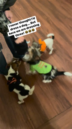 77 reactions · 104 comments | Smh 臘‍♀️ these babies are so spoiled! #dogsofinstagram #doglover #puppylove #puppy #yorkielove #chorkiesofinstagram #chorkie | Heather Nicole Ivey | Facebook