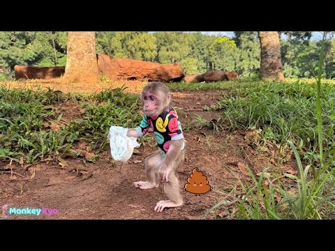 Monkey Kyo hides from Dad to go out – and gets into big trouble!