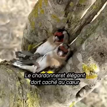 596K views · 5.9K reactions | Le chardonneret élégant (Carduelis carduelis) est un petit oiseau coloré qui dort perché contre ses congénères, souvent blotti dans la ramure pour rester en sécurité et au chaud. | Biologie Université | Facebook