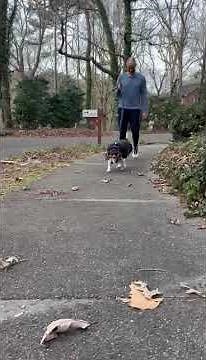 QUTUMN- Available for Adoption - Triangle Beagle Rescue of NC