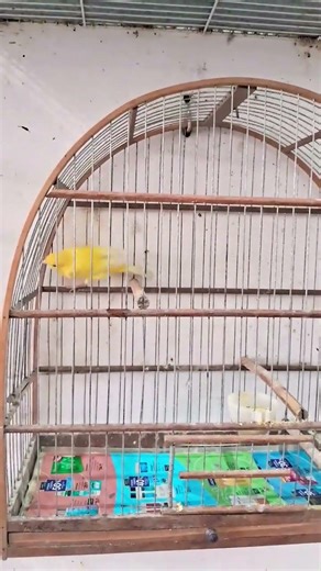 yellow canary with different genetics