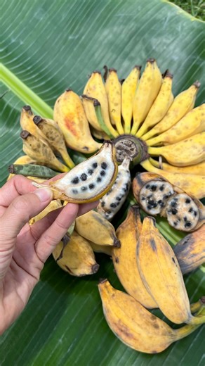Miami Fruit on Instagram: "Musa balbisiana, also known as “seeded banana” is a wild banana species native to India, Southeast Asia, and southern China. To be honest the seeds don’t taste that great- kind of like peppercorns, but it’s really fun to plant them and watch them grow 🌱 You can order seeded bananas online from Miamifruit.org 🌈 #seededbanana #banana #seededbananas #musabalbisiana"