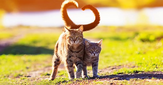 Pourquoi le chat remue-t-il la queue ?