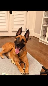 K9 Rolo client update pic #scottsk9 #protectiondog #guarddog #malinois #malinoislovers #traineddog #knpvdogs #dogtraining | Scott's K9 - Protection Dogs | Facebook