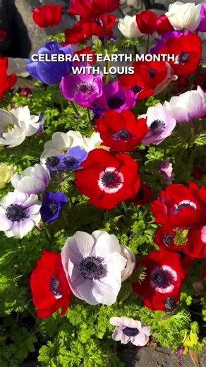 It's almost Earth Day! Let's celebrate with "What A Wonderful World" by Louis 💙🎥: Visit Montreux