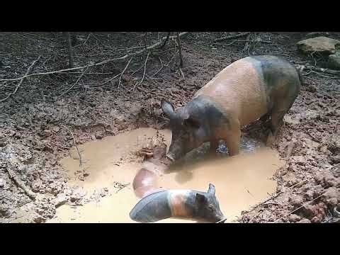 🎬 Cute Farm Animals – A Cinematic Journey Through the Heart of the Countryside