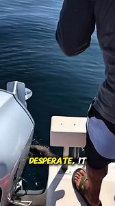 3.7K views · 44 reactions | From leaping onto kayaks to hugging humans for comfort, seals are both clever and affectionate. They nuzzle, offer flipper handshakes, and even flash their silly “19-pack” abs. With the smarts of a three-year-old, these playful ocean pups melt hearts everywhere. #SealLove #CuteSeals #OceanStories #FurryOverload #MrZiggyStories #TooCuteToHandle #AnimalFacts #MarineLife #WildlifeWonder | MrZiggy | Facebook