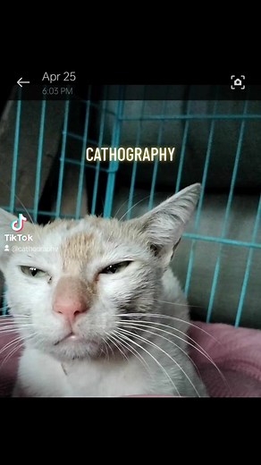 1K views · 64 reactions | A Promise of Transformation: Embark on a Journey of Change as Nemo the Cat Discovers a New Life under My Loving Care ❤️❤️❤️ #fypシ゚viralシ | CAThography | Facebook