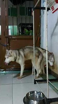 Siberian husky natural dog mating #dogbreeding #siberianhusky
