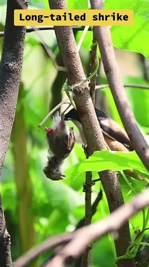 long tailed strike bird