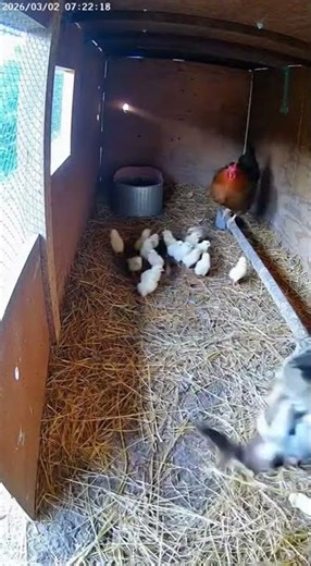 Farm Cat vs Weasel — Chick Saved! #aianimals