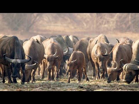 The Pragmatic Way African Buffalos Organize Their Herds