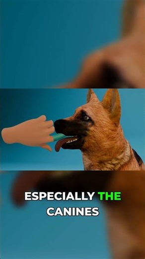 How to brush a dog's teeth without them running away: part 3-4