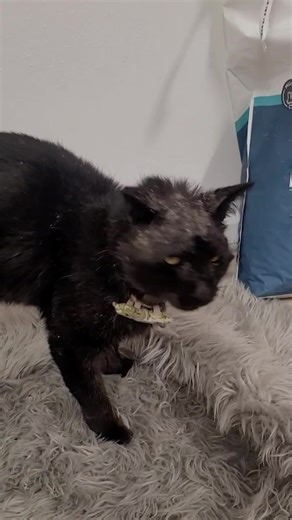 Olympus Update! Olympus got his URD and bloodwork back from the vet today. He has Calicivirus and is slightly anemic but overall in better health than expected. His xrays showed no breaks 🤗 but he is dealing with a significant limp. We will monitoring his leg and following up for further treatment. He is extremely sweet and definitely used to be an indoor cat. He knows how the sink works and tries to turn it on even switch it off 😂 Please consider becoming a monthly donor or making a one time 