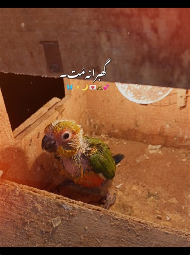 Building Bonds with Baby Sun Conures