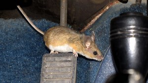 You all have some creative solutions for dealing with mice in your garages | The Online Automotive Marketplace | Hemmings, The World's Largest Collector Car Marketplace