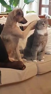 Doggo learns how to pet a cat 👍 | Animals Doing Things