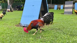 Lemon Tree very pretty... #followerseveryonelivewire #followerseveryone #followersfbreels #highlights #StarsEverywhere @highlight | Livewire Gamefowl