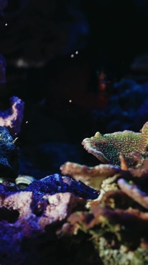 Slow-mo because Queen doesn’t eat… she executes pellets. 4-year-old captive-bred coral beauty from Biota, absolutely annihilating Easy Reefs like it owes her money. No thoughts. No mercy. Just vibes. 🐠🍿