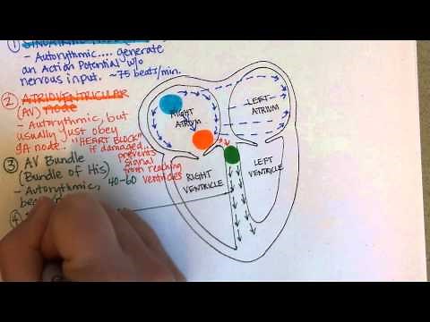 Conduction System of the Heart