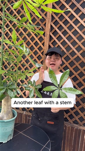 Plant propagation methods #gardening #garden #gardeningtips #gardenlife #gardeninspiration #gardenideas | Garden Ideas