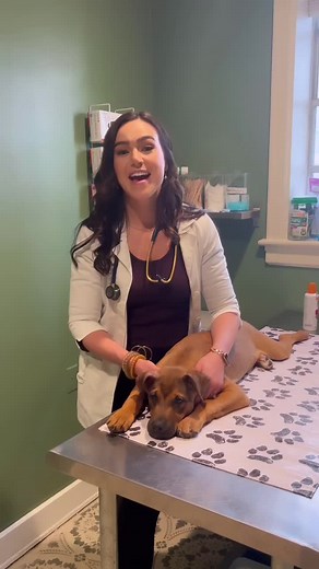 Understanding Puppy Teeth Loss at 16 Weeks