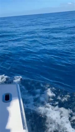 2x2 Blue Marlin, 3 Yellowfin and 1 Dorado. Big day offshore with Amber, Julio and Jack! | Gamefisher II