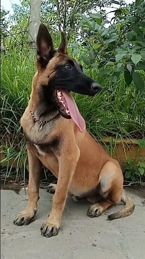 My Dog's "Tongue Out Tuesday" (He's Got the Longest Licker!) 👅😄 [Extreme Happy Dog!]