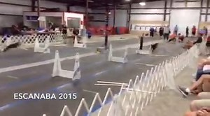 10K views · 98 reactions | Flyball. Coming to Escanaba July 30th. | Delta Animal Shelter | Facebook