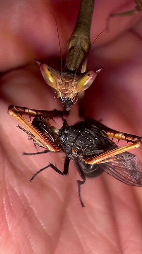 Kryptic Mantids on TikTok