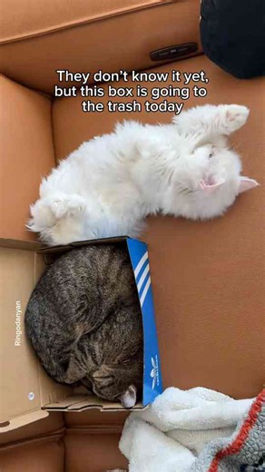 Cat plot twist: they have no idea what is coming