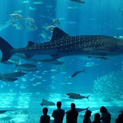 Istanbul Aquarium Ticket & Shuttle | Hop on Hop Off Istanbul