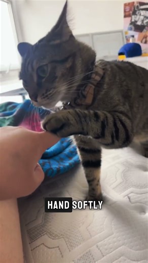 Why Cats Bite Out of Affection 🐾💖