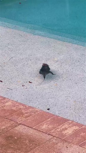 Random Opossum in my friend’s pool! He loves to swim! This is his third visit to her exclusive Opossum Resort! Lol #opossum #opossumlove #opossumsoftiktok #swimming #animlovers #opossumnation #wildlife #swimmingpool