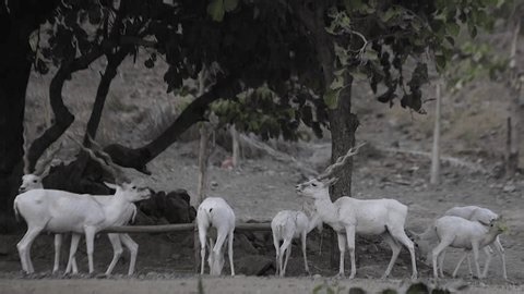 White Deers Zoo Kevadia Gujarat Stock Footage Video (100% Royalty-free) 4006406301 | Shutterstock