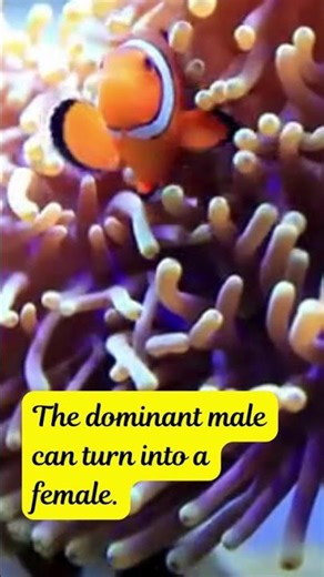Did you know Clownfish Facts #clownfishfacts #animalfacts