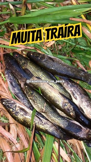 TRAÍRA NO MOLINETE E VARA DE BAMBU…pescaria #canalrocanapesca #pesca #fishing #pescacombambu