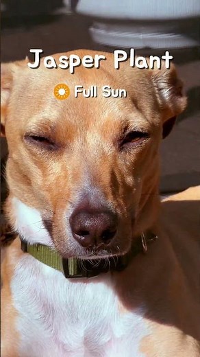 How to care for a Jasper “plant”