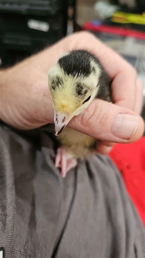 Legs taped for almost a week now and already seeing progress #turkeys #turkeyshorts #turkeychicks