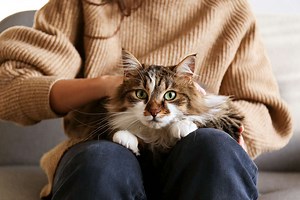 5 Reasons Cats Knead (and How to Keep It From Hurting!)