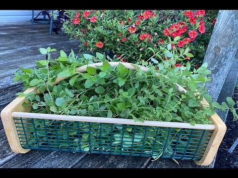 Harvesting and Drying Lemon Balm