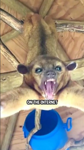 Kinkajou, the cutest thing on the internet today