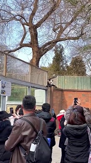 38K views · 157 reactions | Incredible moment panda escapes from enclosure at Beijing zoo | Fabulous | Facebook