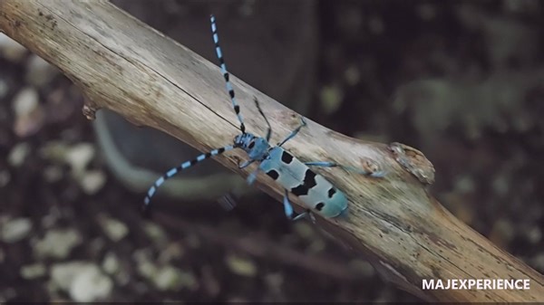 19 reactions | Oggi il buongiorno ve lo diamo con questo splendido...