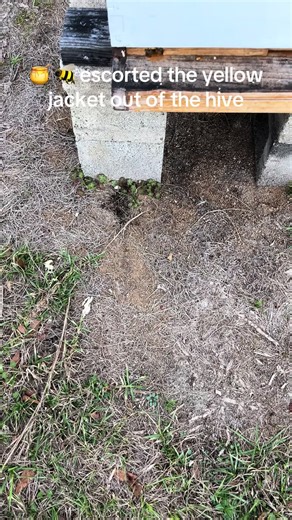 Yellow Jacket Removal from Beehive Explained