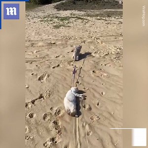 46K views · 888 reactions | These cats have different ways of enjoying the beach via ViralHog | Daily Mail Video | Facebook